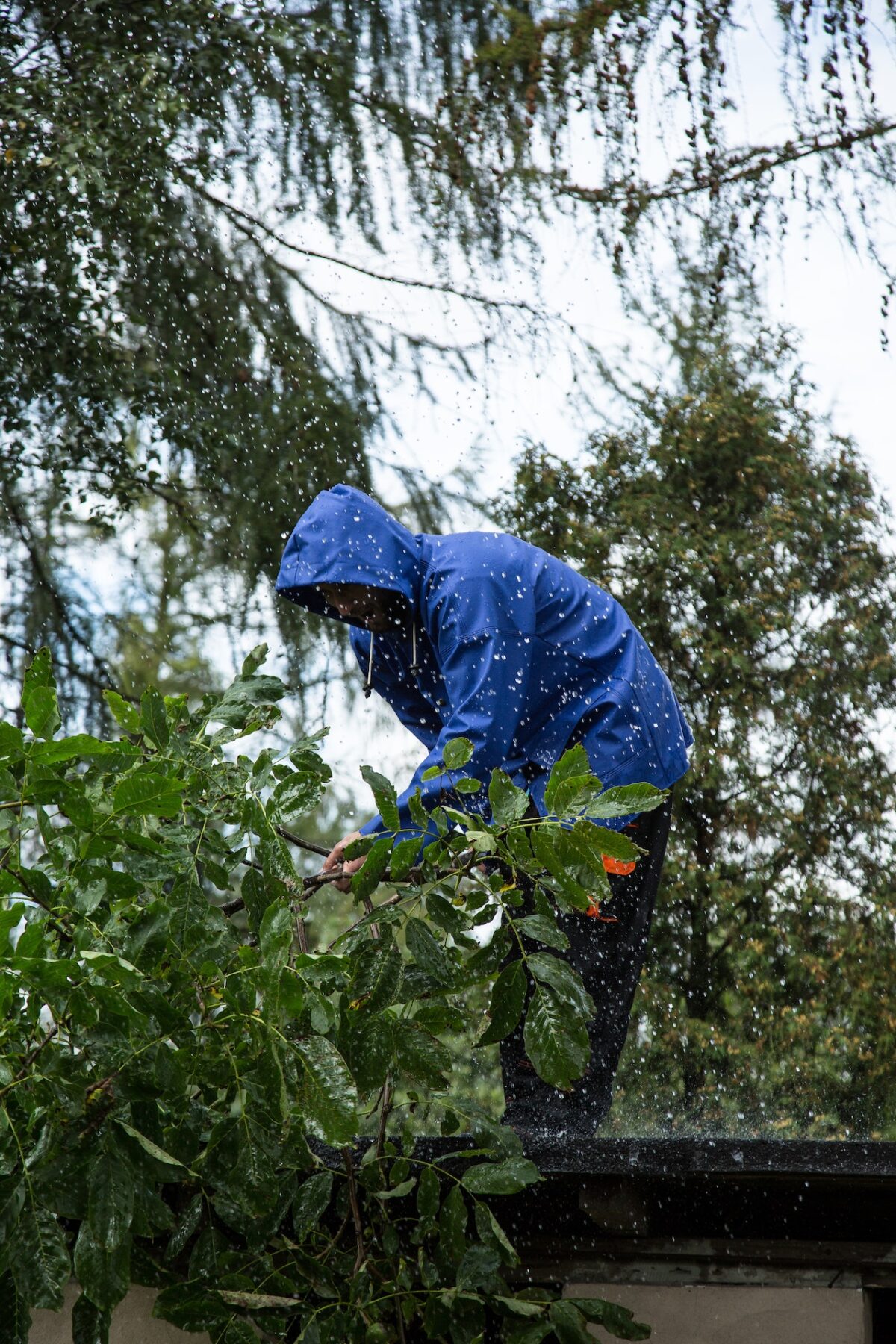 How Proper Tree Trimming Enhances Safety in Mesa’s Residential Areas