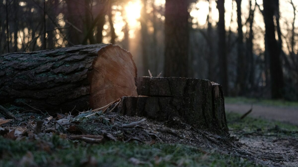 What happens to the ground when a tree is removed?